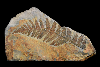 Fougère fossile (40 cm environ)